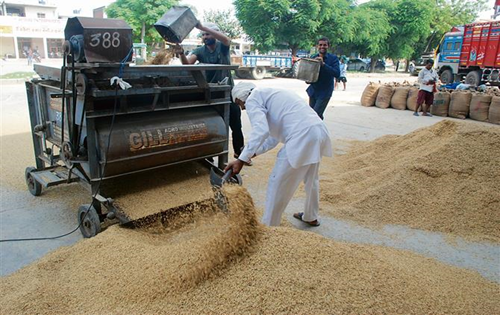 Punjab-1509: After drop in price, paddy variety sees hike in Karnal