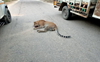 Leopard found dead on Ropar-Nurpur Bedi road in Punjab