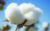 ~2.69-cr cotton seed subsidy given to 15K farmers