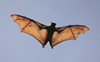 Study finds how bats evolved to avoid cancer