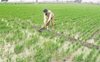 Farmers made shareholders in FPO sans consent, probe on