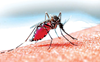No let-up in dengue cases in Nalagarh, Baddi