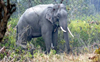 Sirmaur Forest Department gets Rs 39 lakh for elephant protection