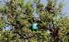 Kashmir’s Rs12,000-cr apple industry counts losses