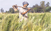 Relief under Bhavantar Yojana going to scamsters, not farmers