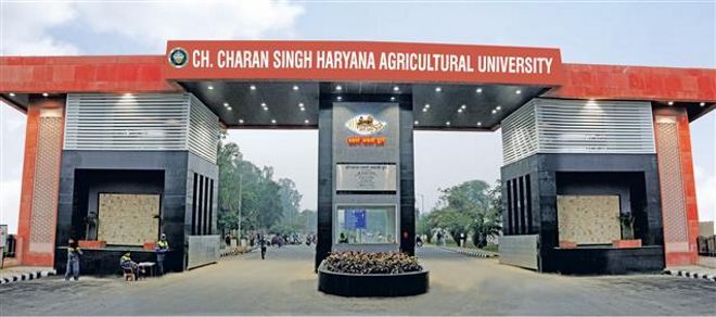 Haryana Agricultural University VC receives award for work on agronomy