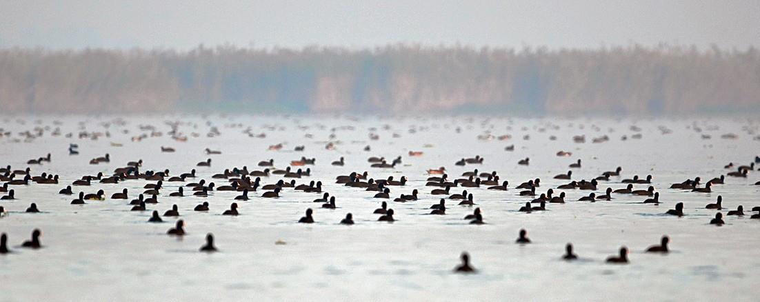 Winged guests’ count declining at Punjab’s Harike wetland