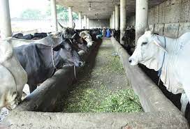 Over Rs 18L fodder grant for 7 Kalka cow shelters