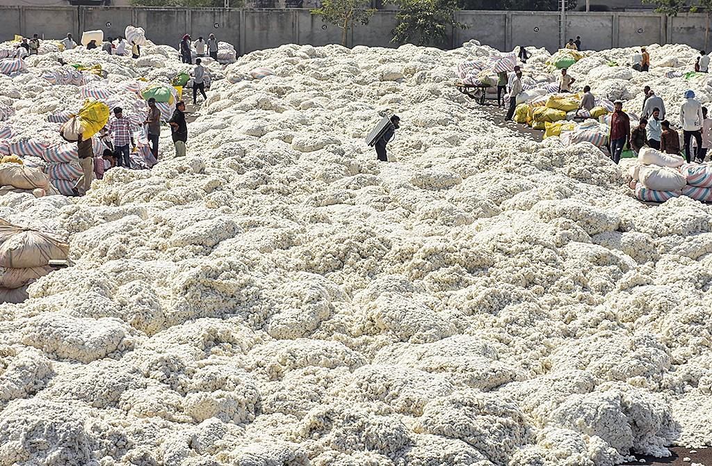 2.46 lakh quintals of cotton sold below MSP in Punjab