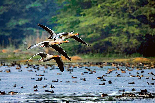 Gurugram: Sultanpur park records 50% decline in migratory birds, ornithologists worried