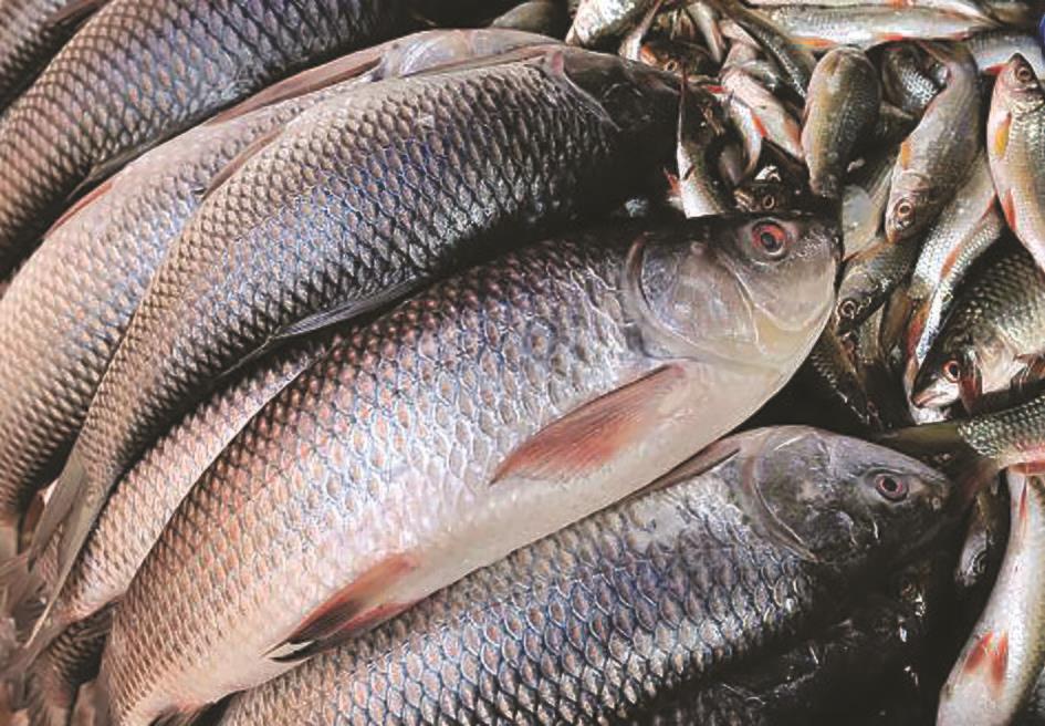 Fish production declines in Gobind Sagar