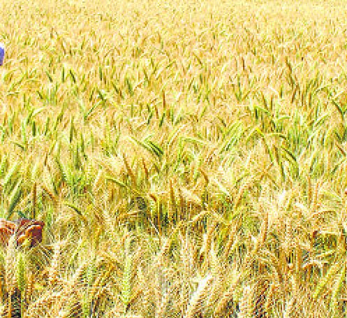 Rabi crops under stress as rain eludes Haryana this winter