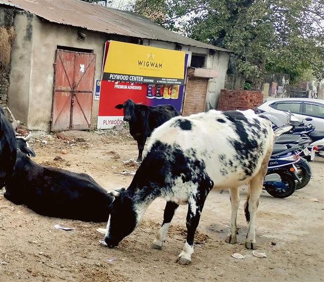 Stray cattle nightmare for commuters in Ambala