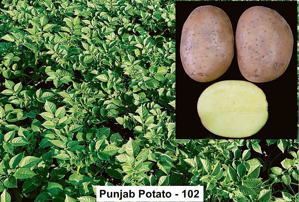 Ludhiana: PAU develops 2 new varieties of potato