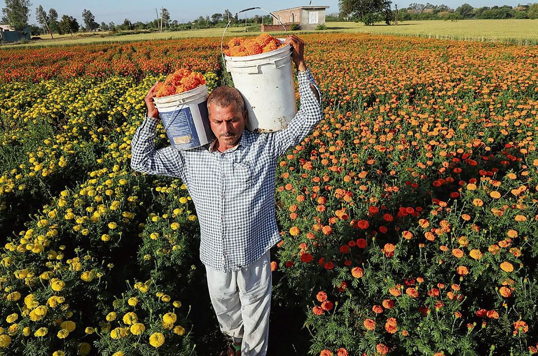 Profits bloom for Jammu farmers as they take to flower cultivation