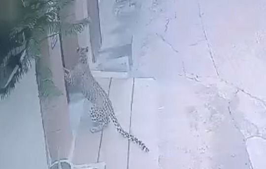 Leopard attacks two persons in Hisar residential area, caught after 7-hour multi-agency rescue effort