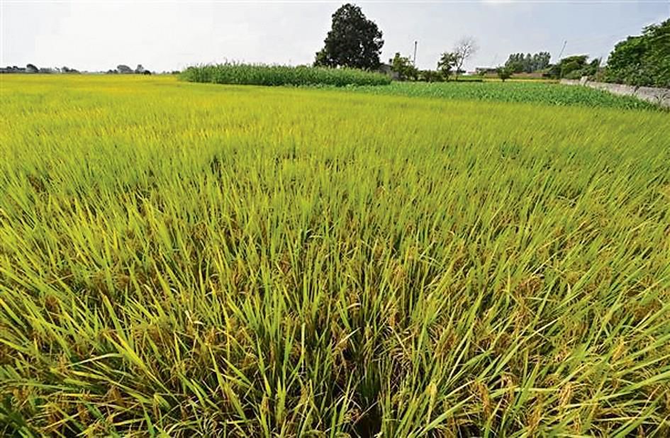 Use of agro-weather forecast raises crop yield, cuts carbon emission