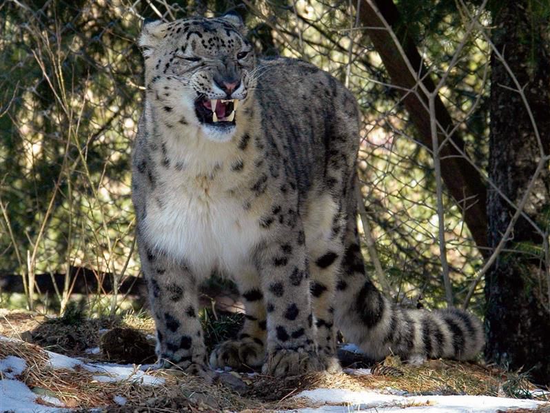 Arunachal estimated to be home to 36 snow leopards