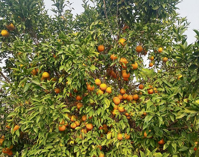 Infocus agriculture Crop Diversification: High-density orchards can be a game-changer