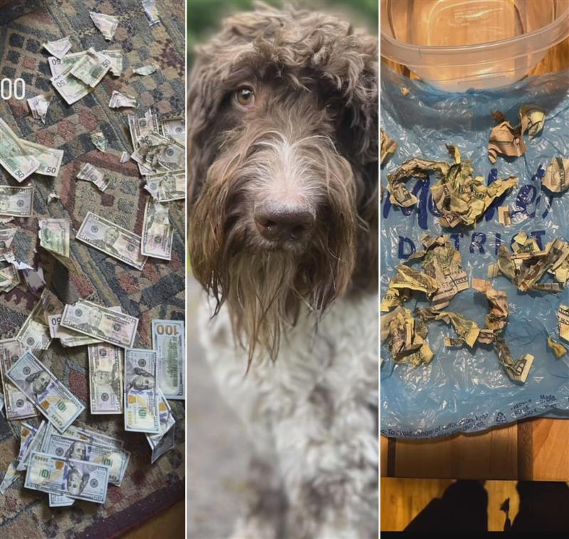 Watch video: Dog eats up $4,000 in cash; owner 'almost has a heart attack’