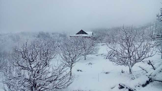 Higher reaches of Shimla receive light snow, intensifying cold wave conditions in Himachal Pradesh