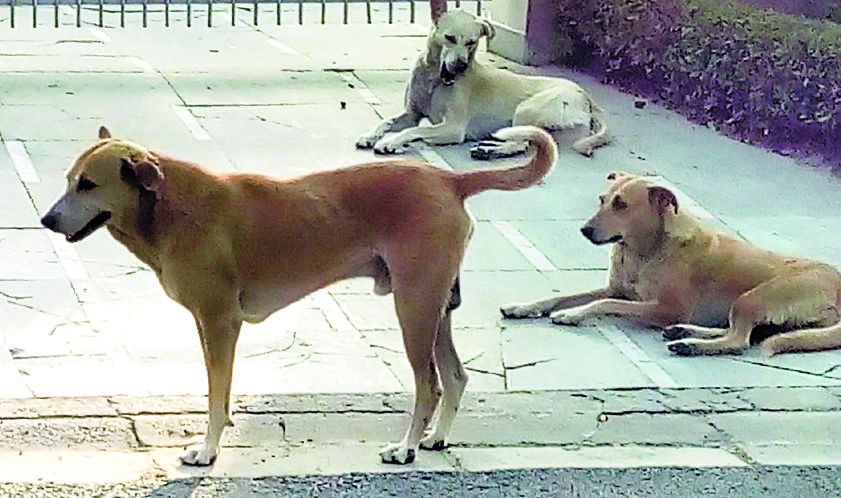 Number of stray dogs rising in Kasumpti