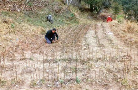 Kishtwar ex-soldier follows passion, strikes it rich in horticulture