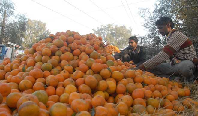 Kinnow export declining, international experts visit Punjab orchards