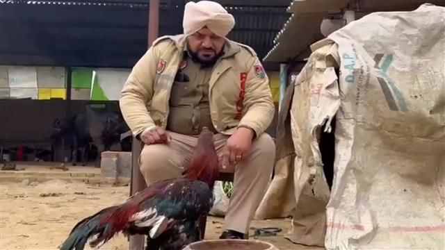 Rooster becomes ‘case property’ in Bathinda, here is why