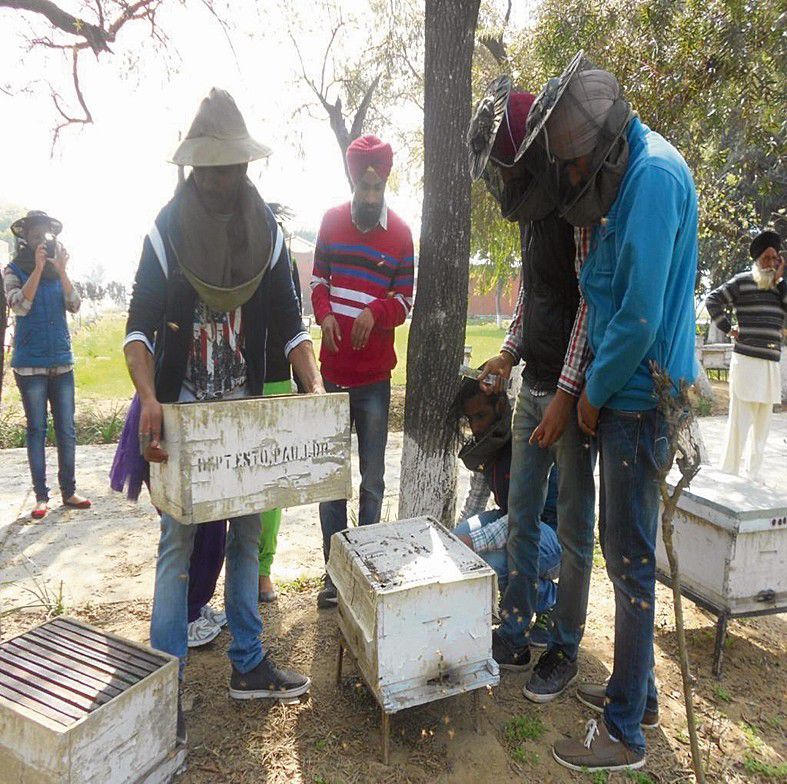 Keep cold-blooded bees warm to ensure optimum produce, experts tell beekeepers