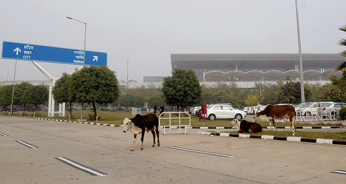 Stray cattle menace reaches Mohali airport, officials ‘unmoved’