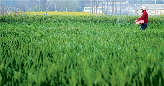 As nation’s wheat stock dips, all eyes on Punjab for bumper crop