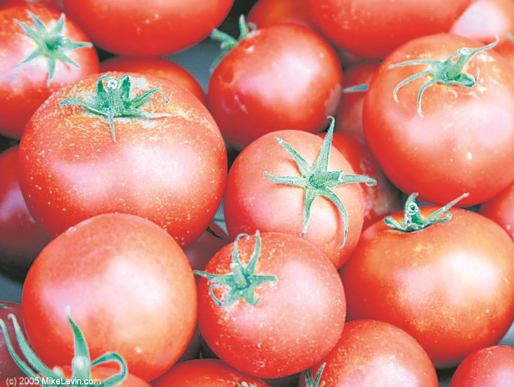 Year on, tomato processing unit yet to come up in Solan