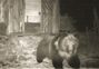 Caught on camera: Rare Tibetan brown bear spotted in Sikkim