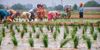 DSR fails to impress farmers, area dips by 32% this season