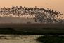 Fewer migratory birds this year at Ramsar site Soor Sarovar in Agra