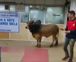 Watch: Bull spotted in UP SBI branch; perhaps asking for Rs 15 lakh, says Akhilesh Yadav