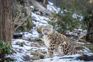 718 snow leopards in India as per the first ever scientific count