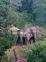 Plan to tackle human-tusker conflict in Paonta-Nahan belt