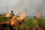 NGT seeks amended action plan from Punjab government to prevent farm fires