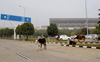 Stray cattle menace reaches airport, officials ‘unmoved’