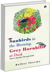Sunbirds in the Morning, Grey Hornbills at Dusk