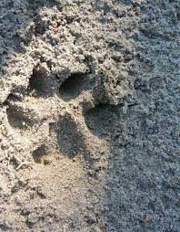Leopard footprints spotted in Muktsar