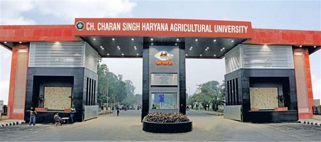 Haryana Agricultural University scientists develop new wheat variety with less water requirement