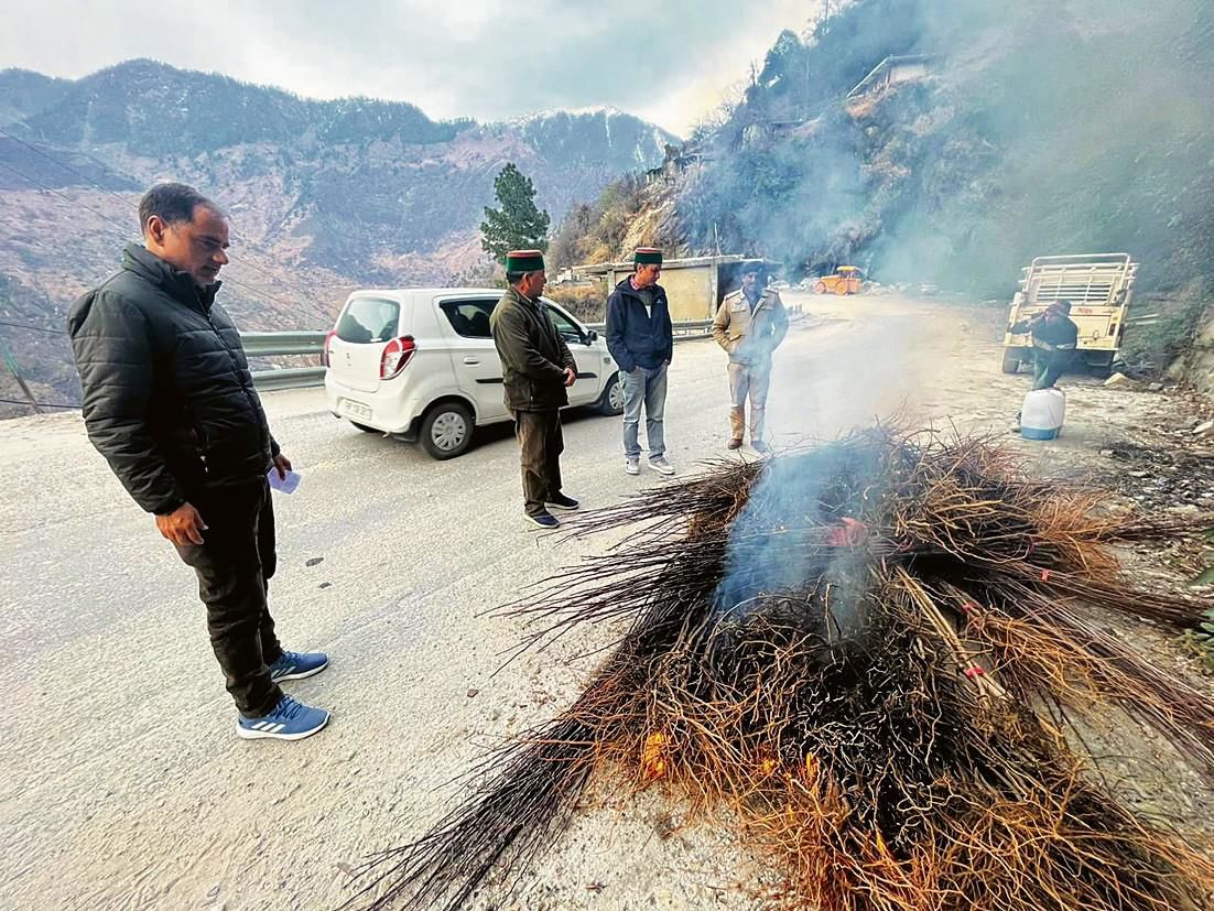 Brought from Kashmir, 1 lakh apple plants, rootstocks destroyed in Himachal