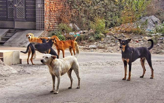 Mauling incident: Process to catch stray dogs begins : The Tribune India
