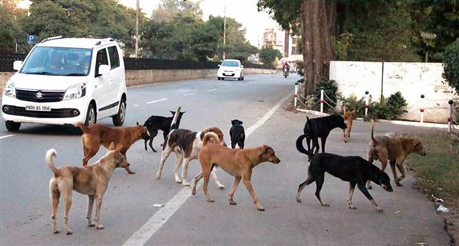 Woman mauled to death by stray dogs in Kapurthala village