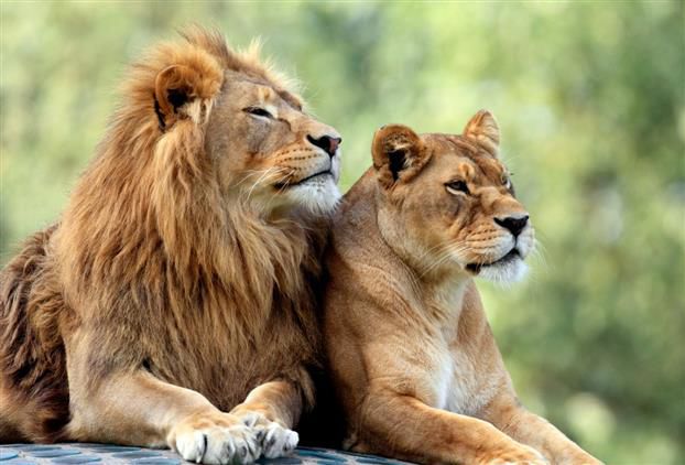 Why name lioness, lion as ‘Sita’ and ‘Akbar’ to create controversy: Calcutta High Court to Bengal zoo authority