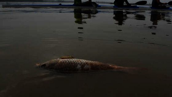 Chandigarh: Fish found dead in Sukhna Lake