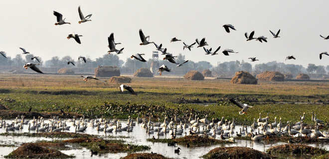 Asian water bird census launched for J&K wetlands